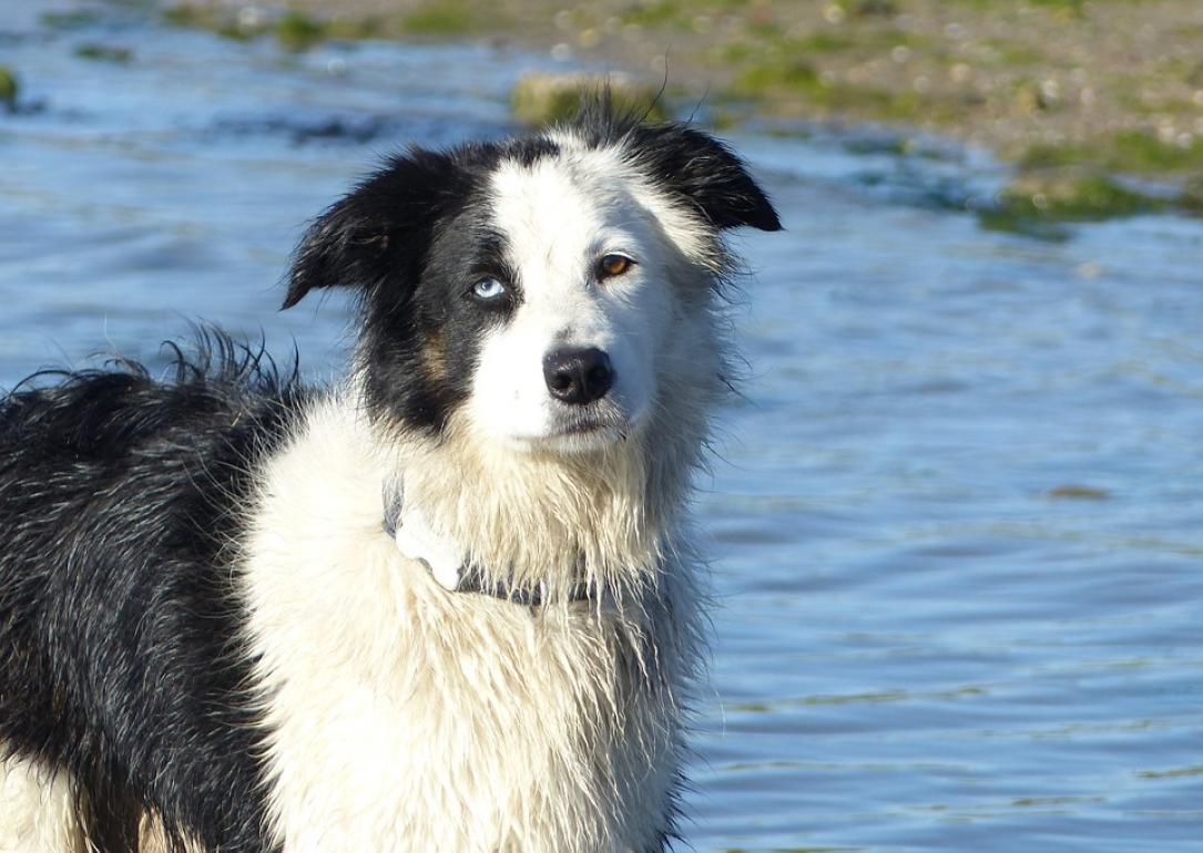 #11. Border Collie
